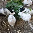 ارانب للبيع