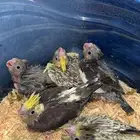 فروخ كروان عدد خمسه فروخ غر