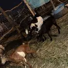 شاه عنز محايليه
