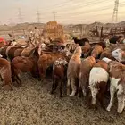 طليان