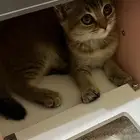 قطط