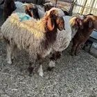 ذبايح نعيم بلدي طيبه بريات