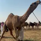 بعير احمر شمالي
