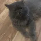 قط ذكر للتبني