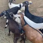 غنم