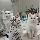 قطط للتبني