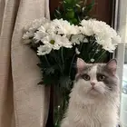 قط ذكر تبني