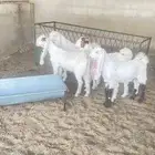 4 تيوس طيبه