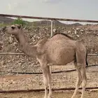 قعود