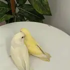 فروخ روز اينو