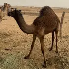 قعود ساحلي للبيع