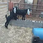 جفار عارضيه