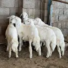 خرفان للبيع