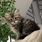 قط ذكر للتبني