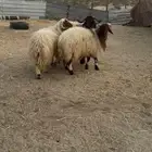 خرفان جذعان فاخرة فل الفل