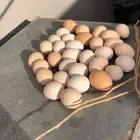 بيض