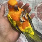 صن كنيور اليف و هدد و متكلم