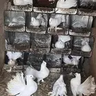 حمام رقاص هندي