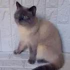 قطط
