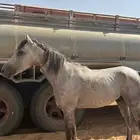 حصان شعبي طبعه زين ومع البل وعلى جميع الشروط
