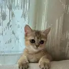 للبيع قطه سكوتش أصلي انثى