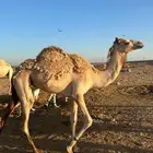 بكره للبيع
