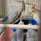 parrot