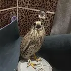 باشق للبيع