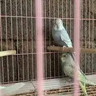 عصافير