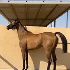حصان انجليزي سبوق وفاخر