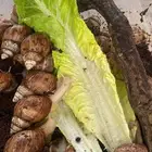 حلزونات منتجه للبيع
