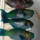 سمك طازج صيد اليوم