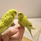 زوج طيور بادجي (عاشق و معشوق)