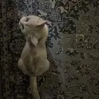 قطة