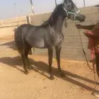مهره عربيه شعبيه فاخره