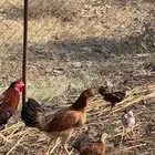 دجاج بلدي مفرخ