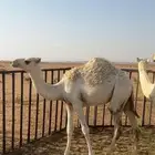 بكرة مفرودة طايشة