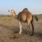 ناقه شقحى
