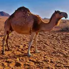 شقحى حمر لقحه على باتلي سالمه العذاريب سنه ام رابع هديه