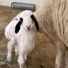فحل كفو وشاه برخلها الرخل بنت الفحل (غنم شهران)