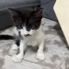 قط للتبني ذكر عمره شهر