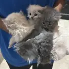 قطط هملايا
