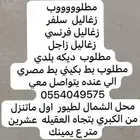 مطلوب زغاليل سلفر زاجل فرنسي
