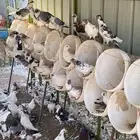 حمام مشكل للبيع الجله غرب الرياض تقريبا 30 حمامه