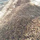 تمر حق حلال مع توصيل موقع ينبع بدر