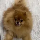 كلب بومرينيان