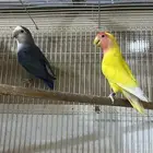 اجوز روز وجوز دره