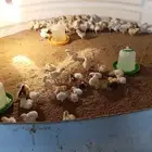 صيصان بلدي وفيومي للبيع