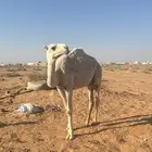 بكره حيسونيه