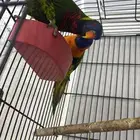 زوج لوري منتج ( تم البيع خارج الموقع )